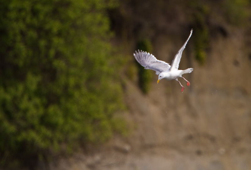 Gull In Flight